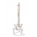 Vertebral with pelvis & femur heads Model