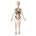 Visible Expectant Mother Anatomy Kit Model