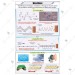 Wave Motion Chart