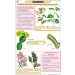 Xerophytes